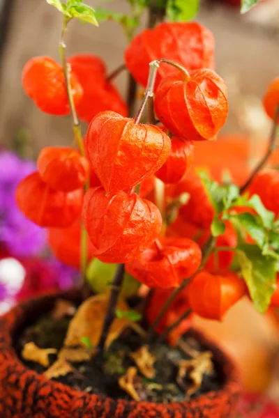 Autumn plants — Stock Photo, Image