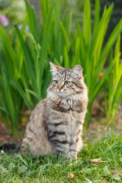 Pussycat buiten — Stockfoto