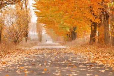 Autumn alley