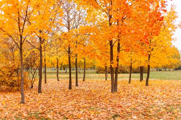 Parco autunnale — Foto Stock