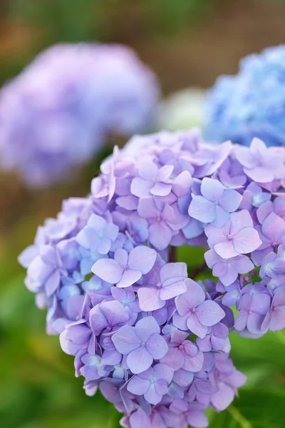 Blåhortensia — Stockfoto