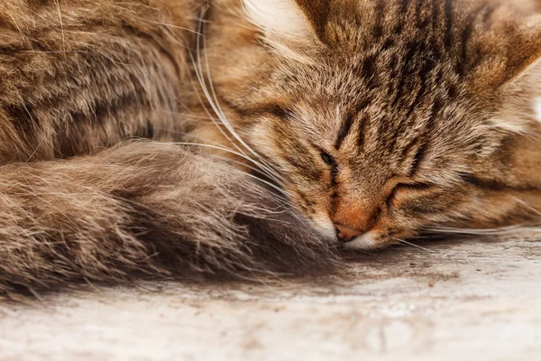 Gato bonito — Fotografia de Stock