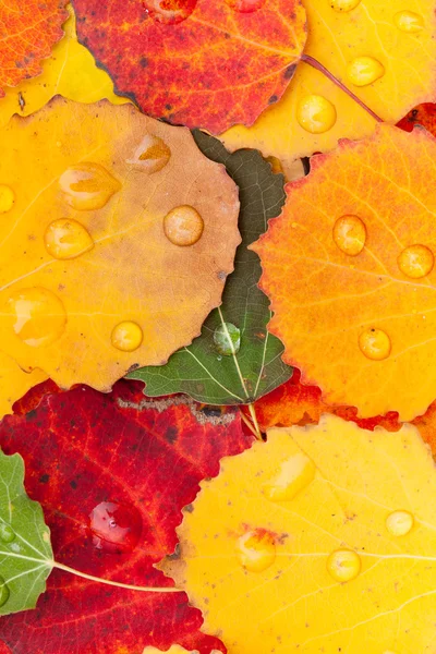 Hojas de otoño — Foto de Stock