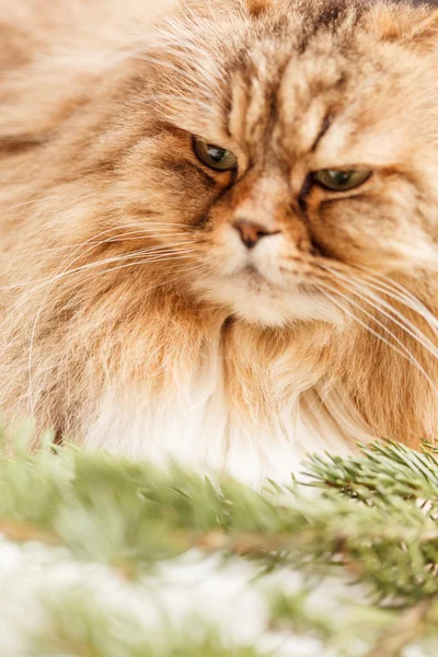 Bonito gato — Foto de Stock