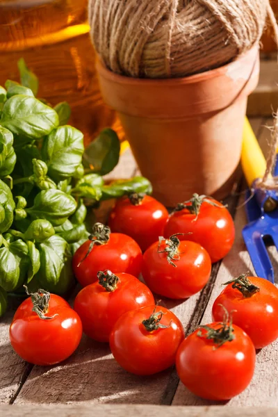 Tomates cerises fraîches — Photo