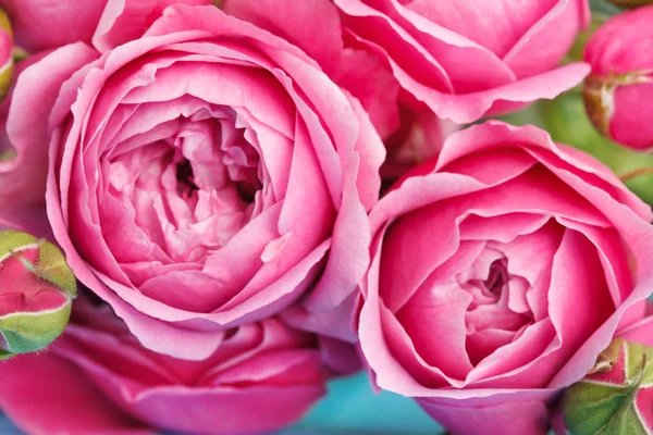 Roze rozen — Stockfoto