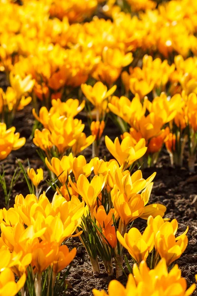 Spring flowers — Stock Photo, Image