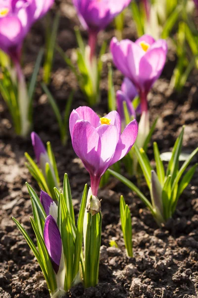 Flores de primavera — Fotografia de Stock