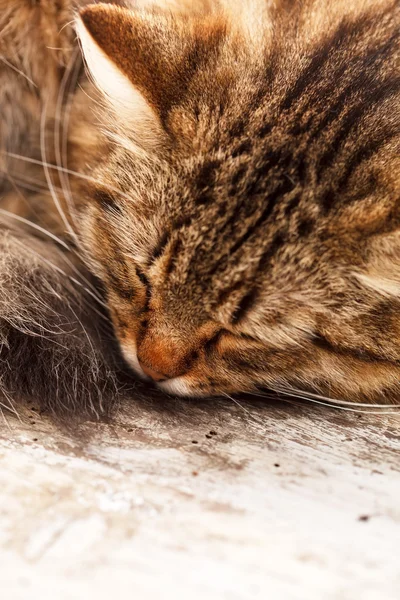 Fin katt på nära håll — Stockfoto