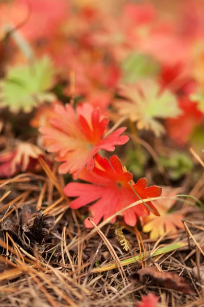 Rote Pflanze — Stockfoto