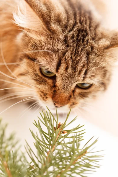 Fin katt — Stockfoto