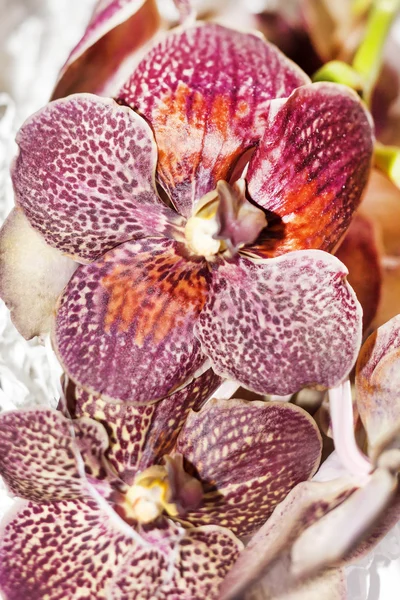 Orquídea agradable —  Fotos de Stock