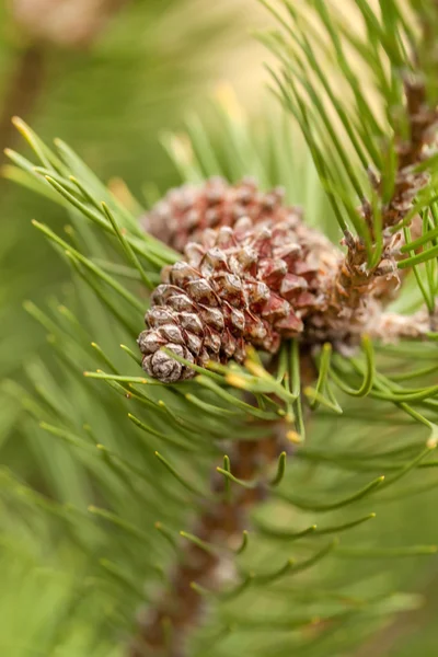 Pine Cone Royalty Free Stock Photos