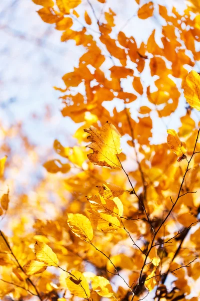 Árboles de otoño — Foto de Stock