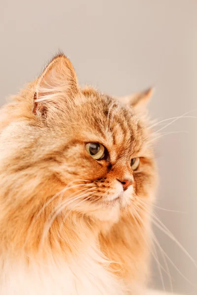 Nice cat — Stock Photo, Image