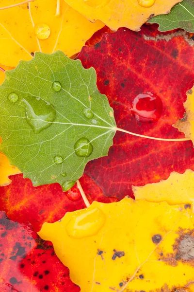 Hojas de otoño — Foto de Stock