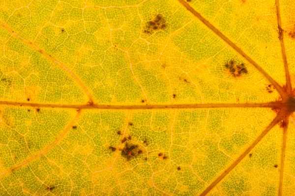 Hojas de otoño — Foto de Stock