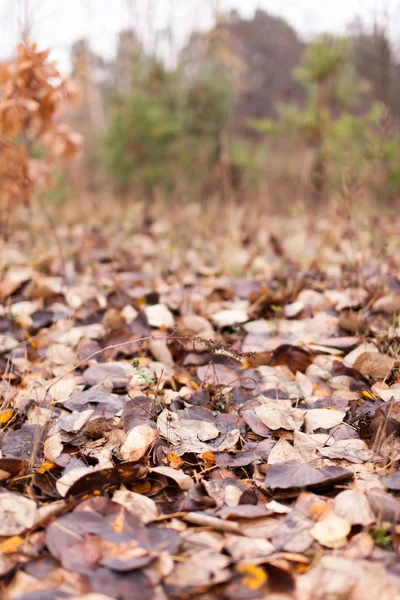 Autumn — Stock Photo, Image