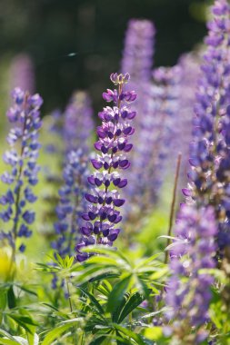 vahşi lupines