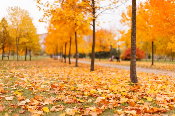 Autumn park — Stock Photo, Image