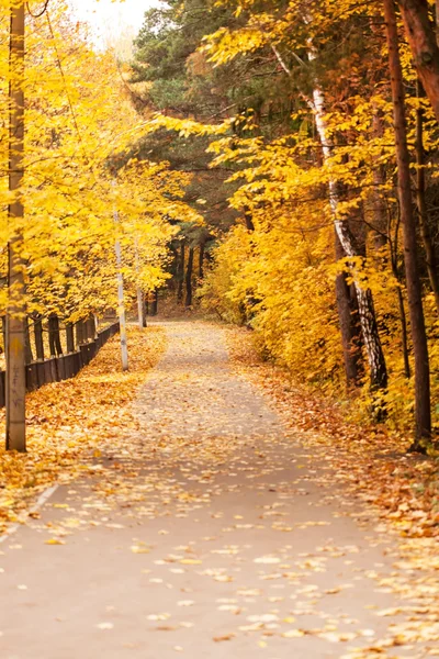 Parco autunnale — Foto Stock