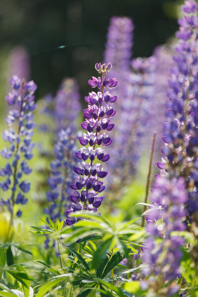 Wild lupines