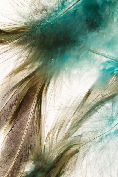 Color feathers — Stock Photo, Image