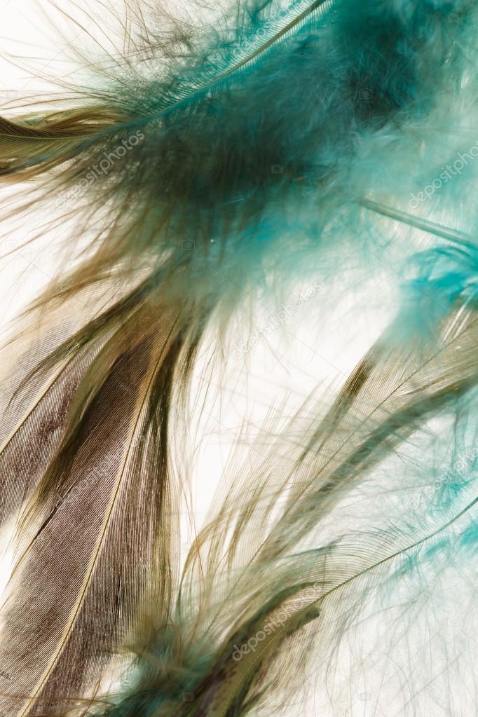 Color feathers