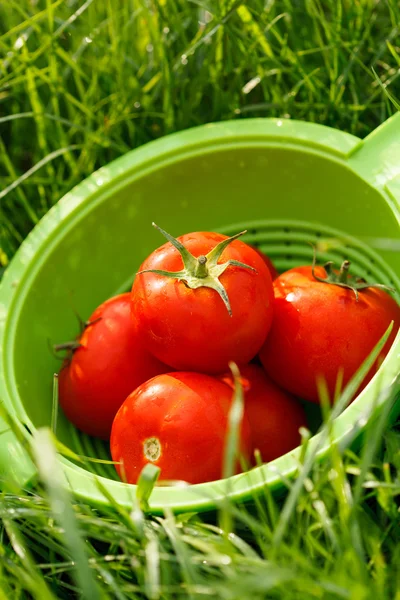 Tomates — Fotografia de Stock