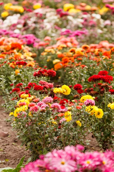 Bahçede kasımpatı çiçekleri — Stok fotoğraf