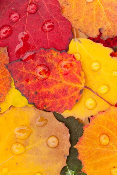 Hojas de otoño — Foto de Stock