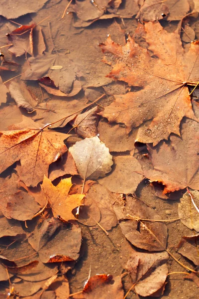 Autumn leaves — Stock Photo, Image