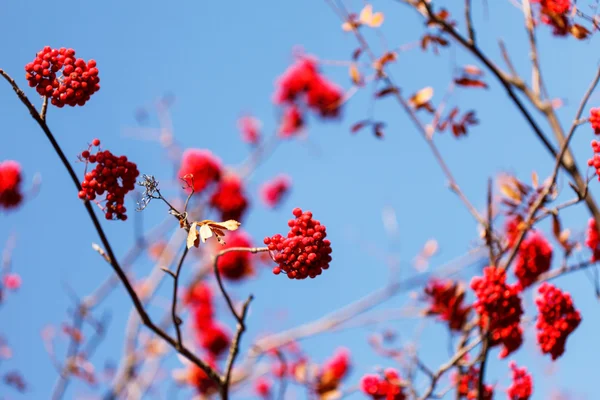 Ashberry ağacı — Stok fotoğraf