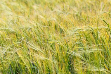 Mısır gevreği alan