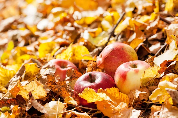 Manzanas de otoño —  Fotos de Stock