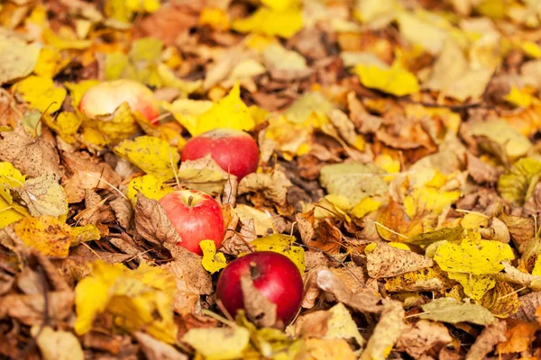 Jesienią jabłka — Zdjęcie stockowe