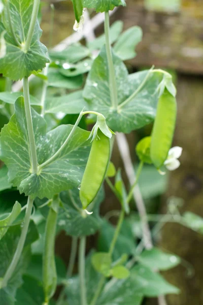 Pea pod — Stock Photo, Image