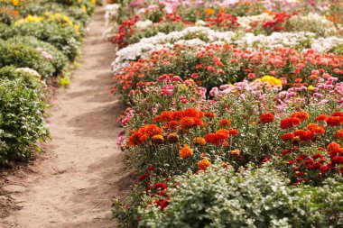 Bahçede kasımpatı çiçekleri