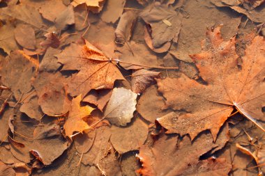 Sonbahar Yaprakları