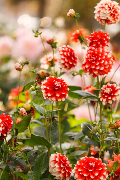 Flor de Dalia — Foto de Stock