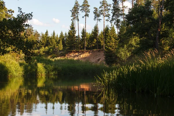 Waldfluss — Stockfoto