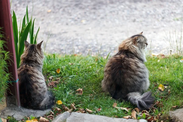 Pussycats buiten — Stockfoto