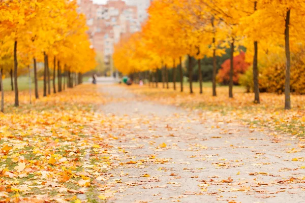 Parco autunnale — Foto Stock