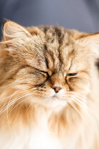 Gato bonito — Fotografia de Stock