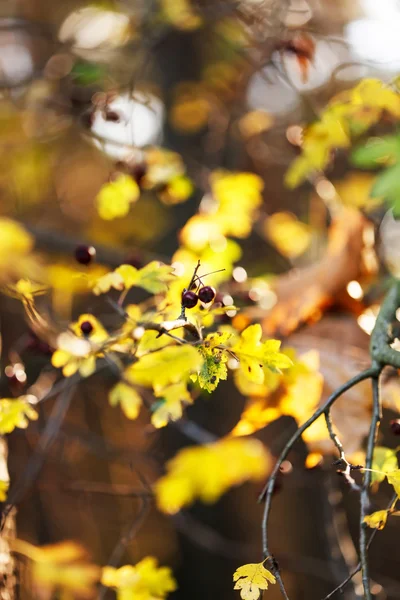 Bayas de otoño —  Fotos de Stock