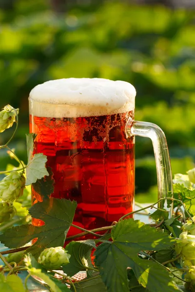 Hops with beer — Stock Photo, Image