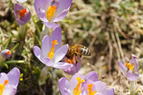 Rich spring flowers — Stock Photo, Image