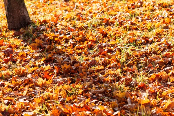 Parco autunnale — Foto Stock