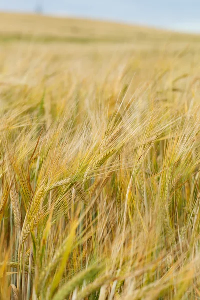 Campo de cereais — Fotografia de Stock