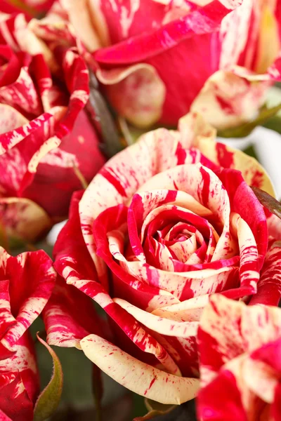 Beautiful roses — Stock Photo, Image